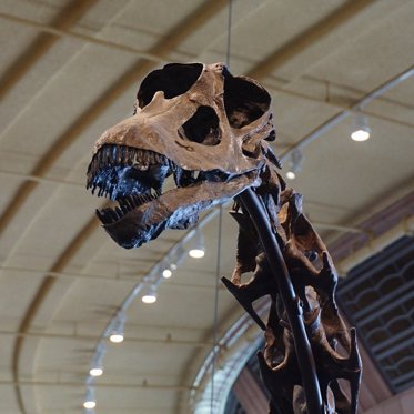 “Cooper” the Dinosaur is the Largest Ever Found in Australia
