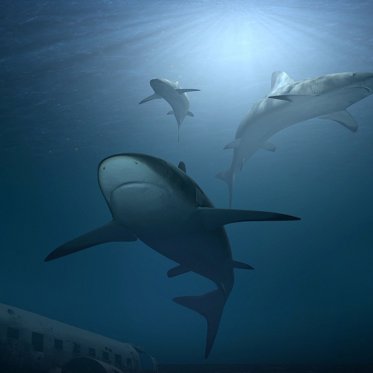 The Mysterious Event That Almost Wiped Out All Sharks 19 Million Years Ago