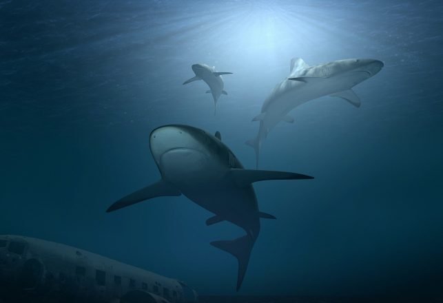 The Mysterious Event That Almost Wiped Out All Sharks 19 Million Years Ago