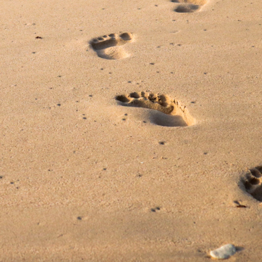 From Folklore to Footprints: Ivan Sanderson and Bigfoot at Bluff Creek