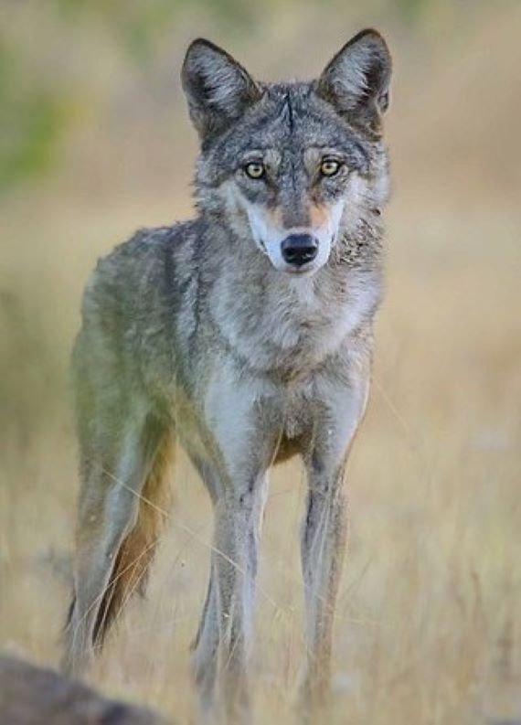 320px Indian wolf Canis lupus pallipes   cropped