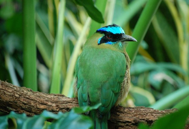 Green Bird Declared Extinct 70 Years Ago Rediscovered in Singapore