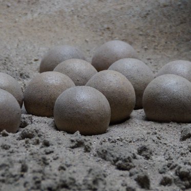 Dozens of Prehistoric Eggs Found at 85-Million-Year-Old Argentinean Nesting Site
