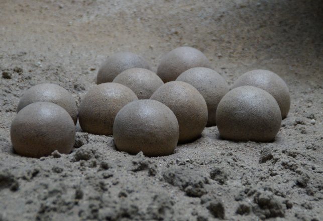 Dozens of Prehistoric Eggs Found at 85-Million-Year-Old Argentinean Nesting Site