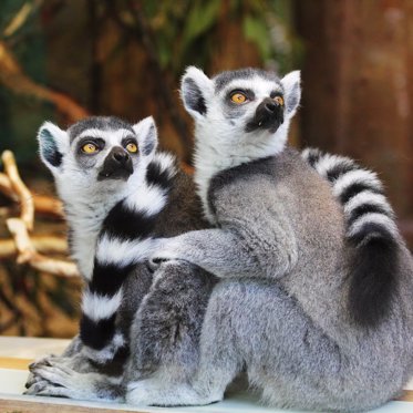 Gigantic Human-Sized Lemurs Once Roamed Madagascar