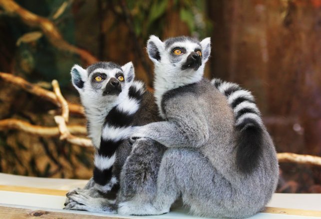 Gigantic Human-Sized Lemurs Once Roamed Madagascar