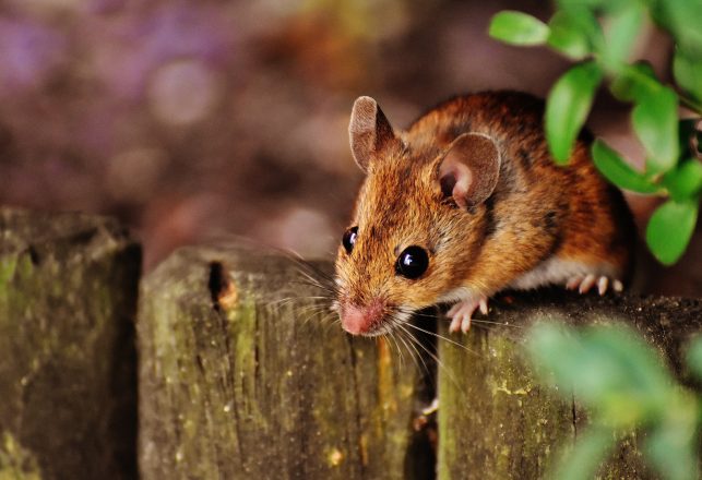 Mouse Declared Extinct for Over a Century Rediscovered on an Australian Island