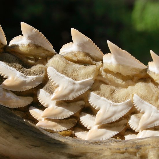 The Mystery of 80-Million-Year-Old Shark Teeth in the City of David