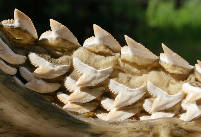 The Mystery of 80-Million-Year-Old Shark Teeth in the City of David