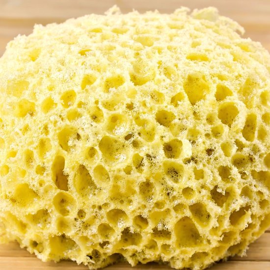 Canadian Sponges Nearly a Billion Years Old May Be Earth’s First Animals