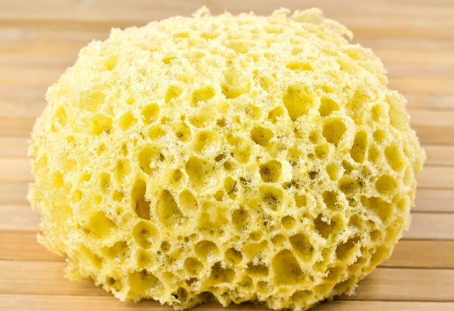 Canadian Sponges Nearly a Billion Years Old May Be Earth’s First Animals