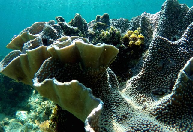 17 New Species Discovered in Half-a-Billion-Year-Old Underwater Nursery