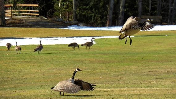 canada geese 5003887 640 570x321