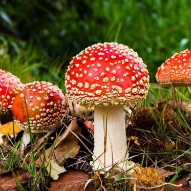 World’s Most Iconic Fungus May Be the Next Psychoactive Magic Mushroom