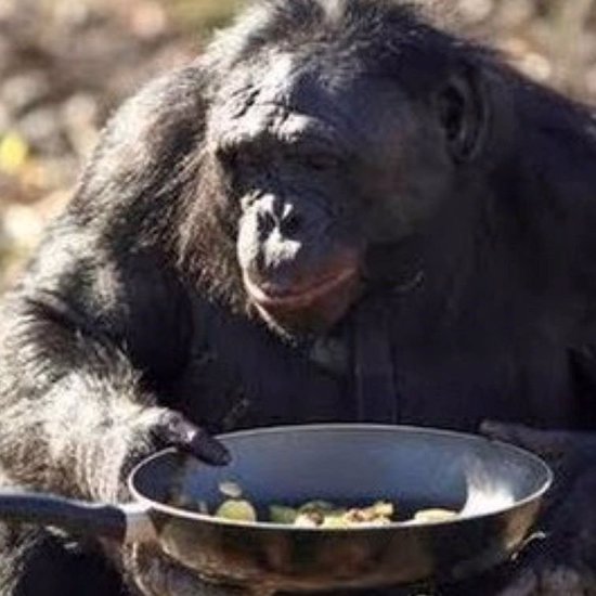 The Weird Story of Kanzi, the Bonobo Who Can Start Fires and Cook
