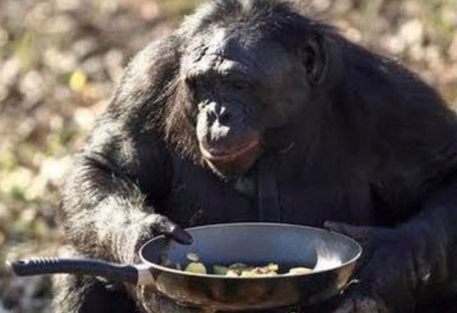 The Weird Story of Kanzi, the Bonobo Who Can Start Fires and Cook