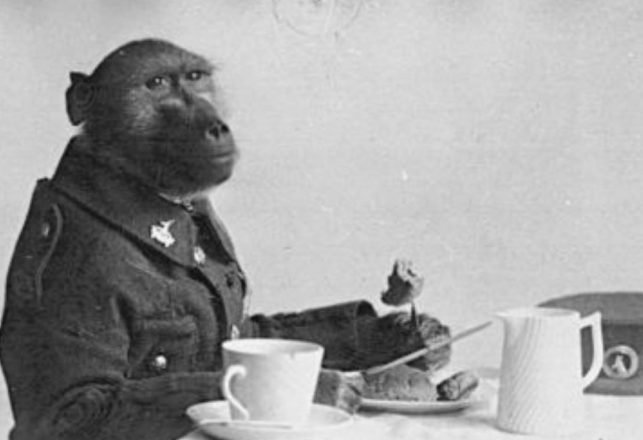 The Strange Story of Jackie, the Baboon War Hero