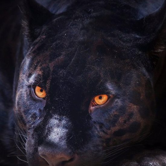 From Alien Big Cats to Men in Black: A Strange and Sinister Connection