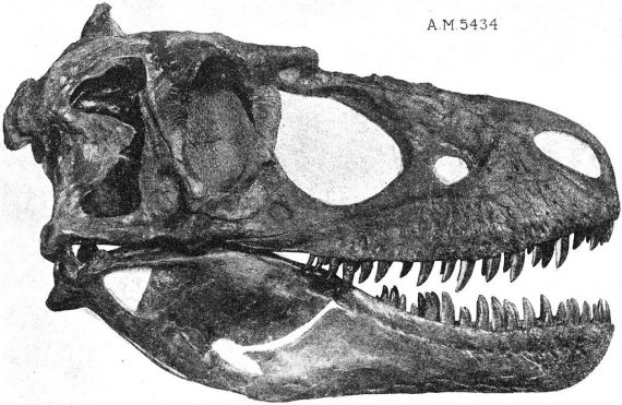 Daspletosaurus 570x371