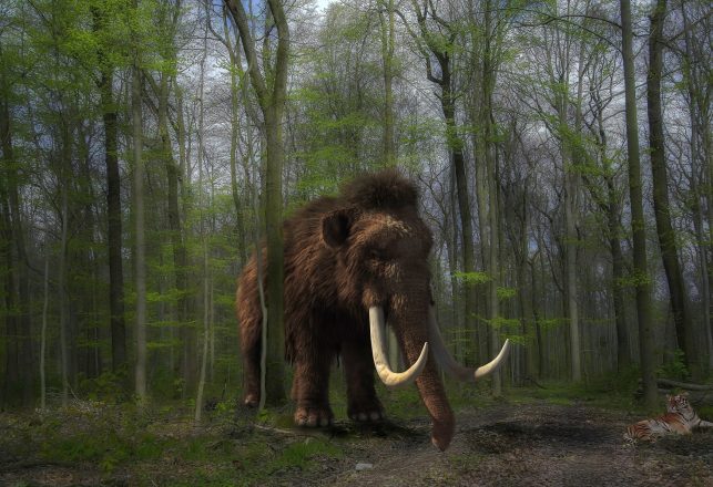 Woolly Mammoth’s Entire 28-Year Life Has Been Retraced