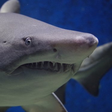 Sharks Were Surprisingly Unaffected by the Dinosaur-Killing Asteroid