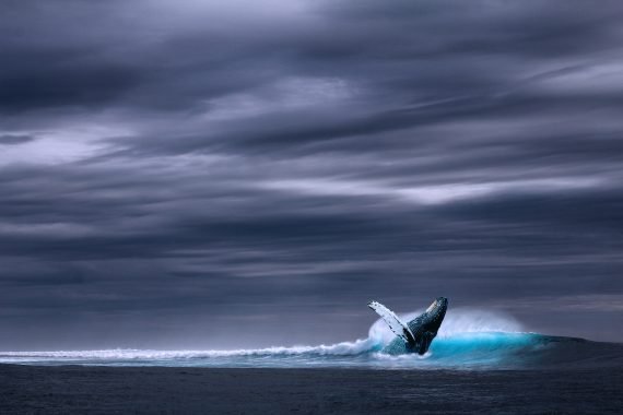 Whale1 570x380