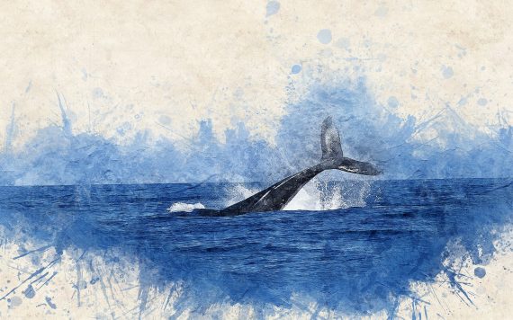 Whale2 570x356