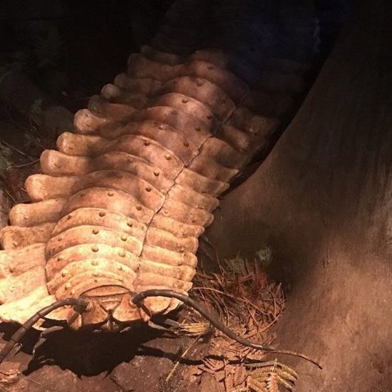 Giant Centipedes are Apex Bird-Eating Predators on a South Pacific Island