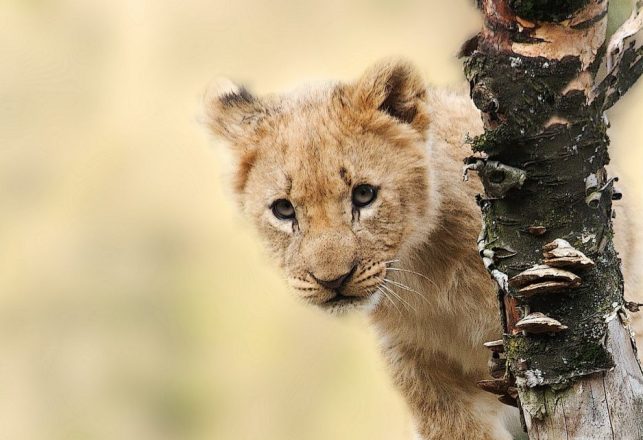 Siberian Cave Lion Cub is the “Best Preserved Ice Age Animal Ever Found”