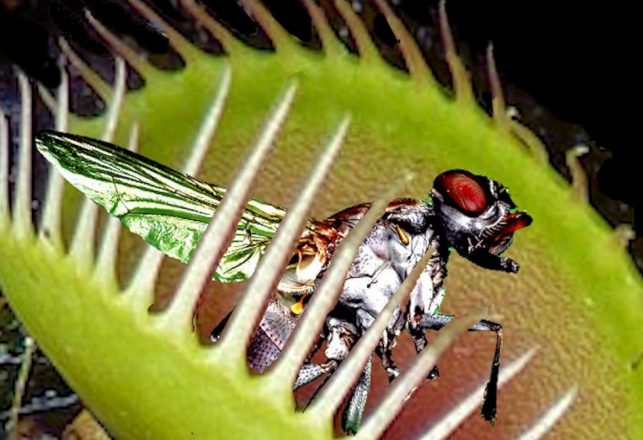 New Carnivorous Plant Discovered in North America