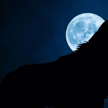 Phantom Black Dogs: The Supernatural Ones and the Flesh-and-Blood Ones