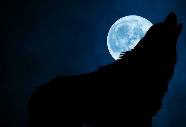 Phantom Black Dogs: The Supernatural Ones and the Flesh-and-Blood Ones