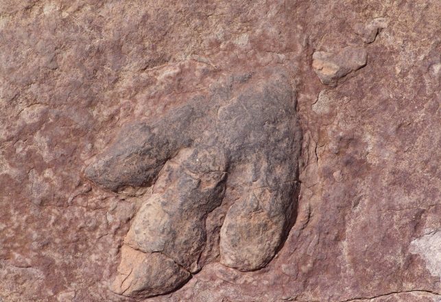 200-Million-Year-Old Dinosaur Footprints Found in the Thar Desert