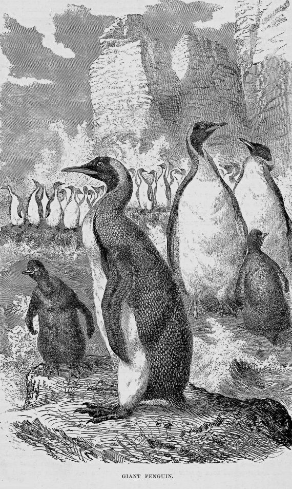 Penguins 570x952