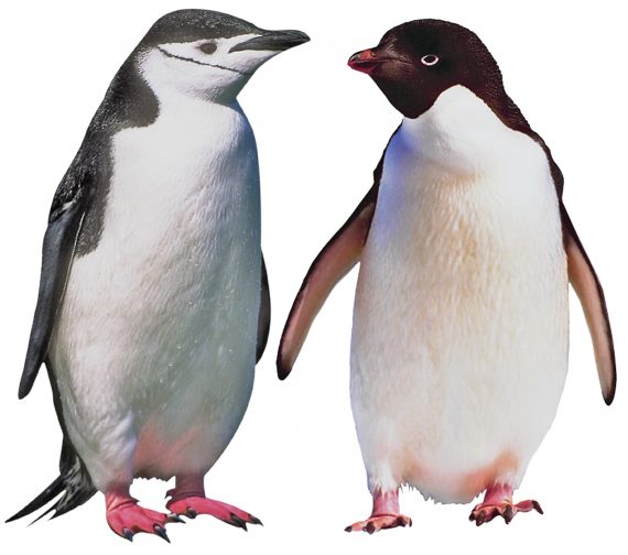 Penguins1 570x504