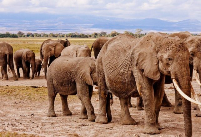 Footprints Show Where Neanderthals Hunted Baby Elephants in Spain