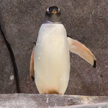 Are Gentoo Penguins Aliens? A Chemical in Their Guano May Prove It