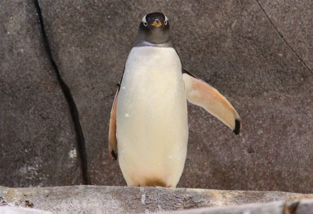 Are Gentoo Penguins Aliens? A Chemical in Their Guano May Prove It