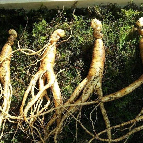 Ginseng Hunter Finds Possible Bigfoot Evidence in Southeast Kentucky