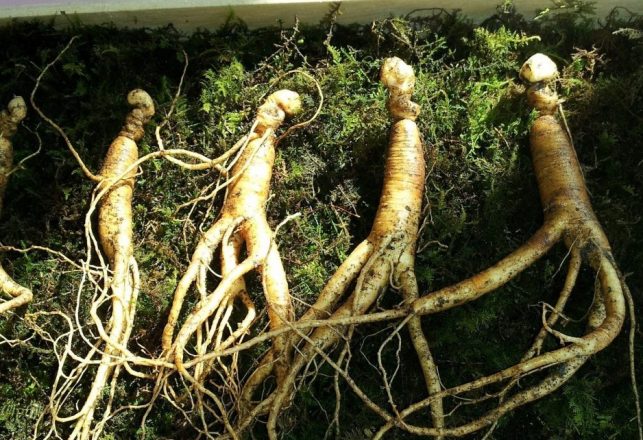 Ginseng Hunter Finds Possible Bigfoot Evidence in Southeast Kentucky