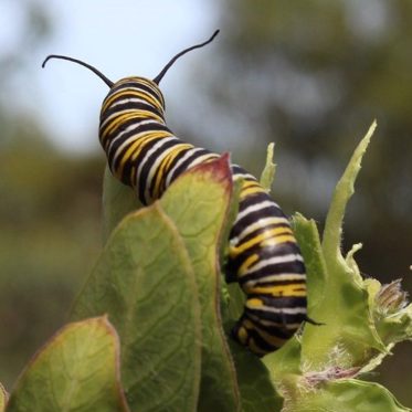 Borg Worms Share Their Memories While Killer Butterflies Cannibalize Their Own Caterpillars