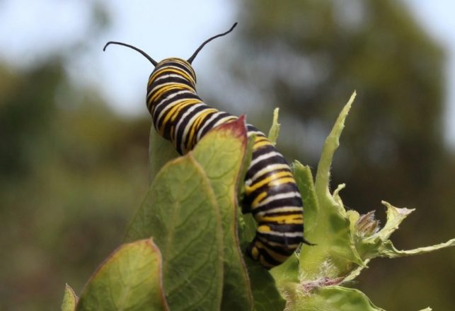 Borg Worms Share Their Memories While Killer Butterflies Cannibalize Their Own Caterpillars