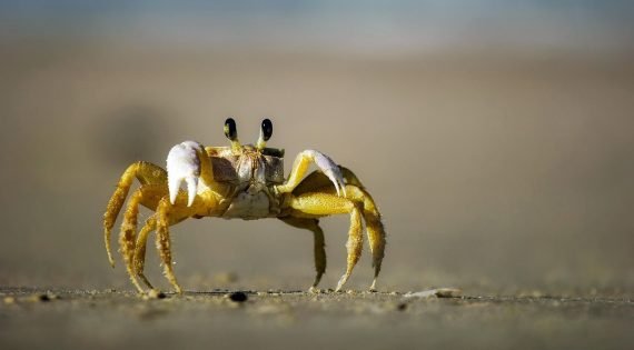 Crab 570x315