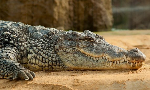 Crocodile 570x343