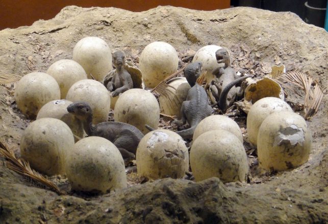 Over 100 Eggs With Embryos Reveal Earliest Known Dinosaur Herds