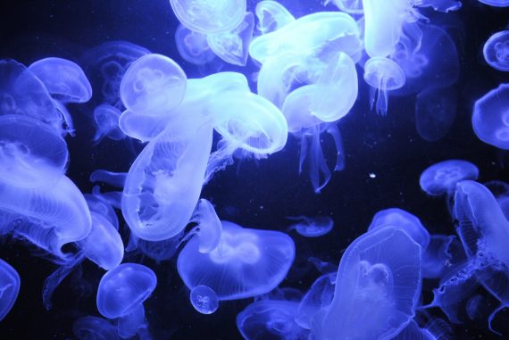 Jellyfish2 570x381