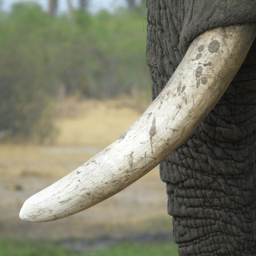 Earliest Evidence of Mammal Tusks Dates Back Over 200 Million Years