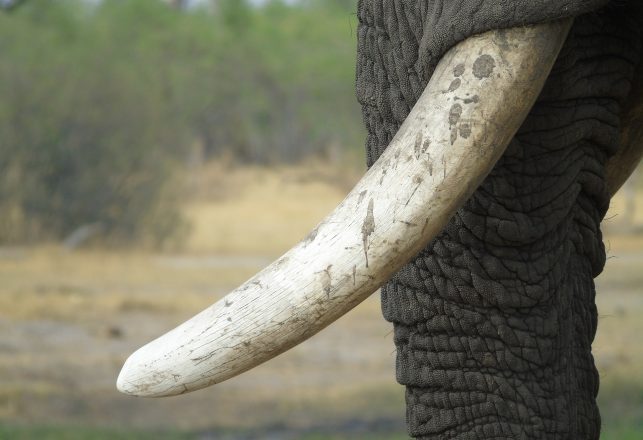 Earliest Evidence of Mammal Tusks Dates Back Over 200 Million Years