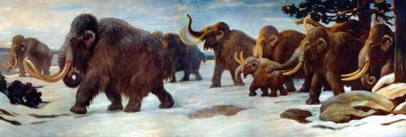 Woolly Mammoths 570x192