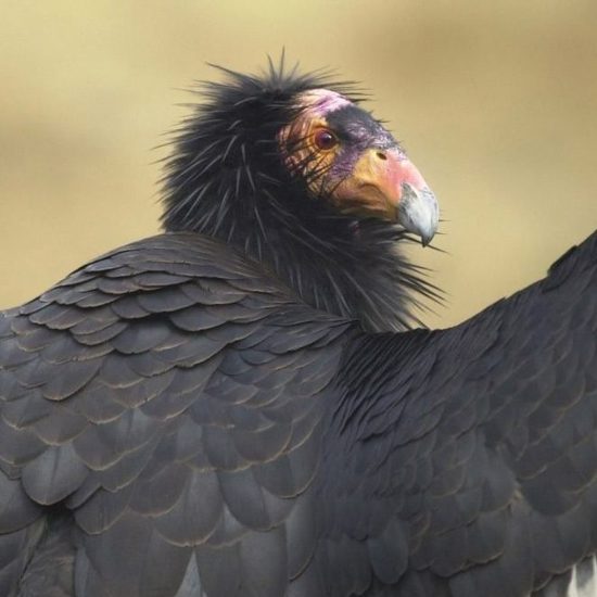Virgin Births May Save the California Condors
